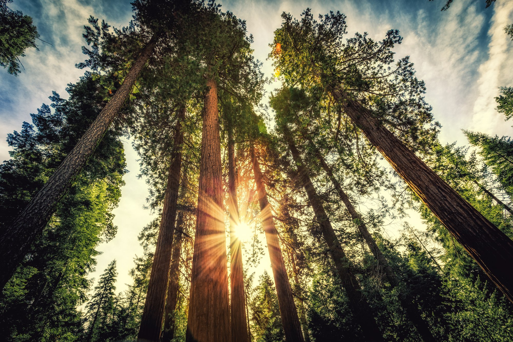 TREES